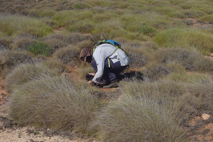 A man crouched on the ground in the outback collecting a plant sample