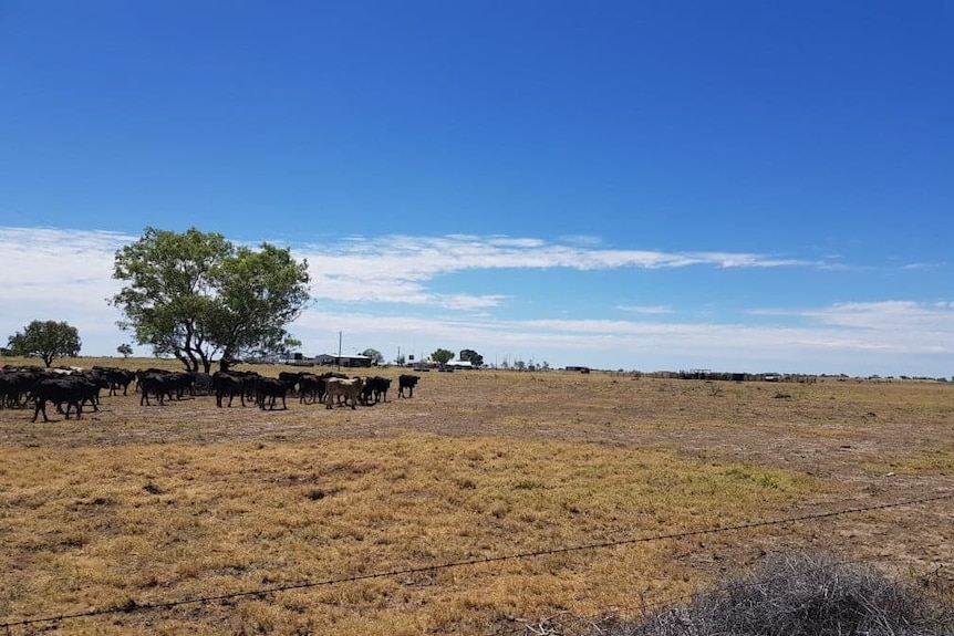 A brown paddock with a smattering of cattle milling around a tree.