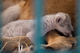A lion cuddles her newborn cub