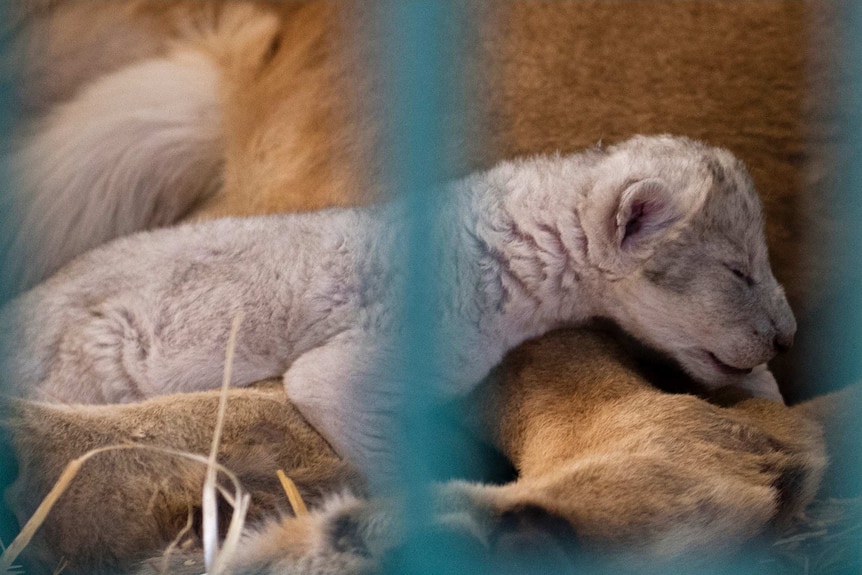 A lion cuddles her newborn cub