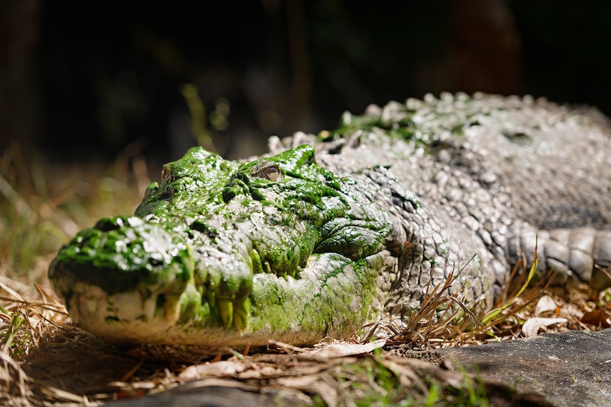 Smaug the crocodile lies down in the backyard of the Britton's property.