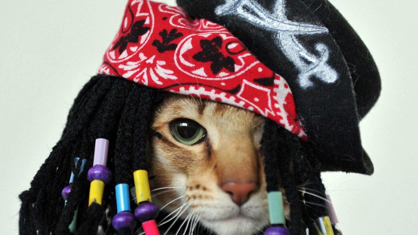A cat dressed in a pirate costume poses for a photo during a cat exhibition.