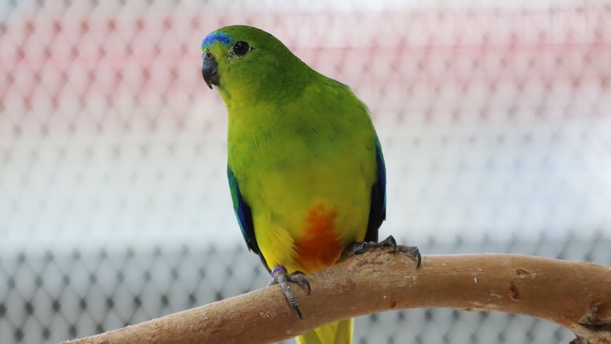 Close up of a green parrot perched on a branch, showing its orange belly