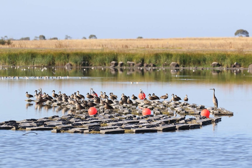 A lot of ducks sitting on a black plastic floating roost on a large dam