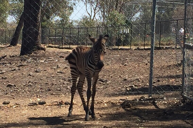 The zebra foal stands near a fence.
