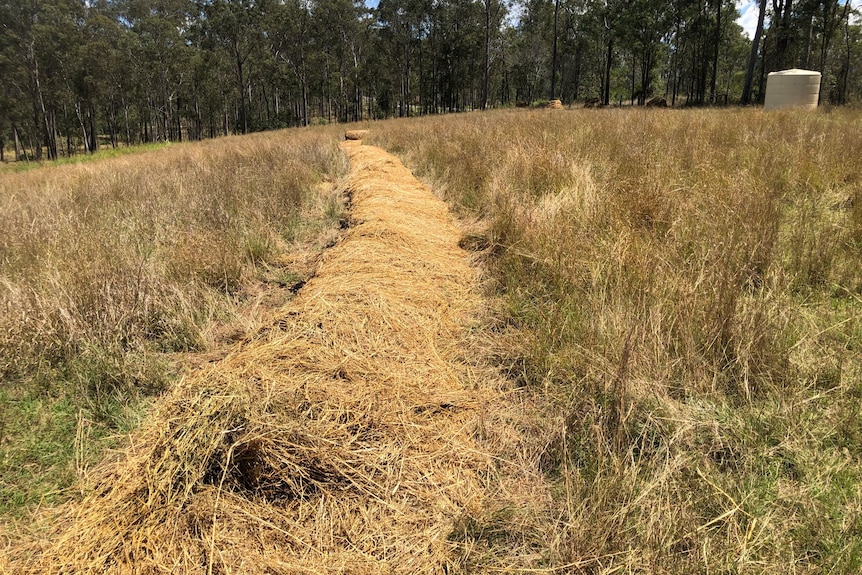 A big swathe of straw laid out in a paddock.