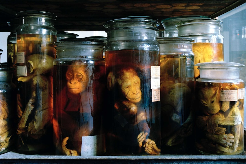 A photograph of a row of monkeys preserved in jars of alcohol  at the Natural History Museum in Berlin.