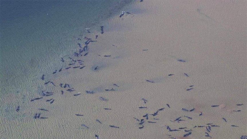 Numerous whales stranded seen from above