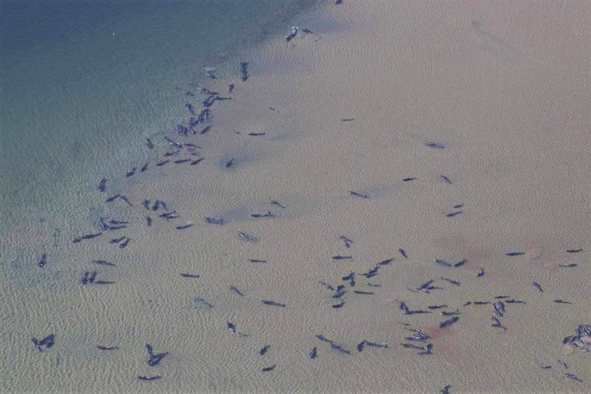 Numerous whales stranded seen from above