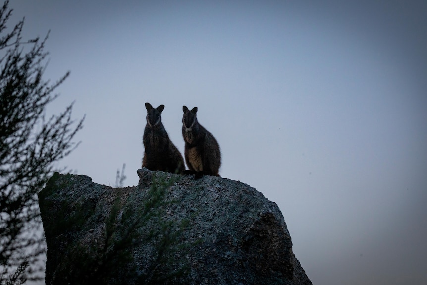 Two wallabies perched on a rock in the twilight of the night.