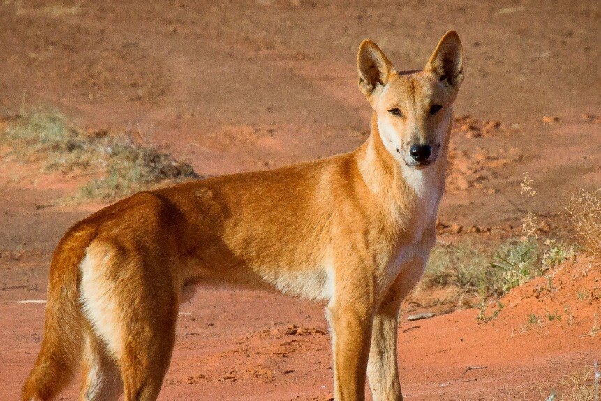 A dingo standing on red dirt.