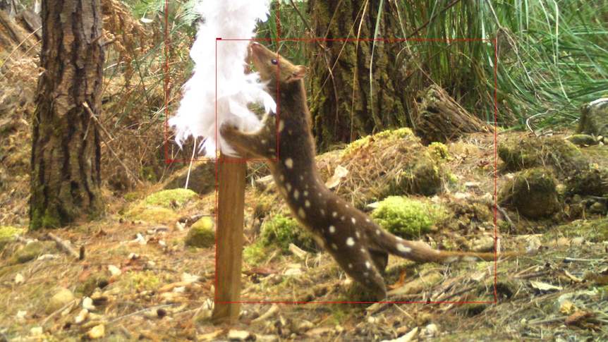 Quoll reaches us to clasp a feather boa