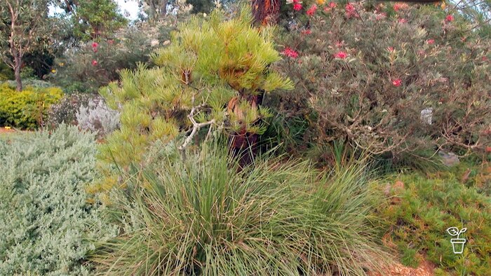 Garden filled with Australian native flowering plants