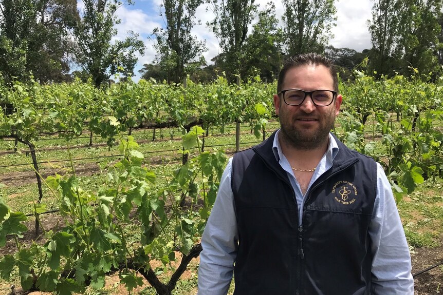 A man in a navy vest, light blue shirt and glasses stands in front of a vineyard