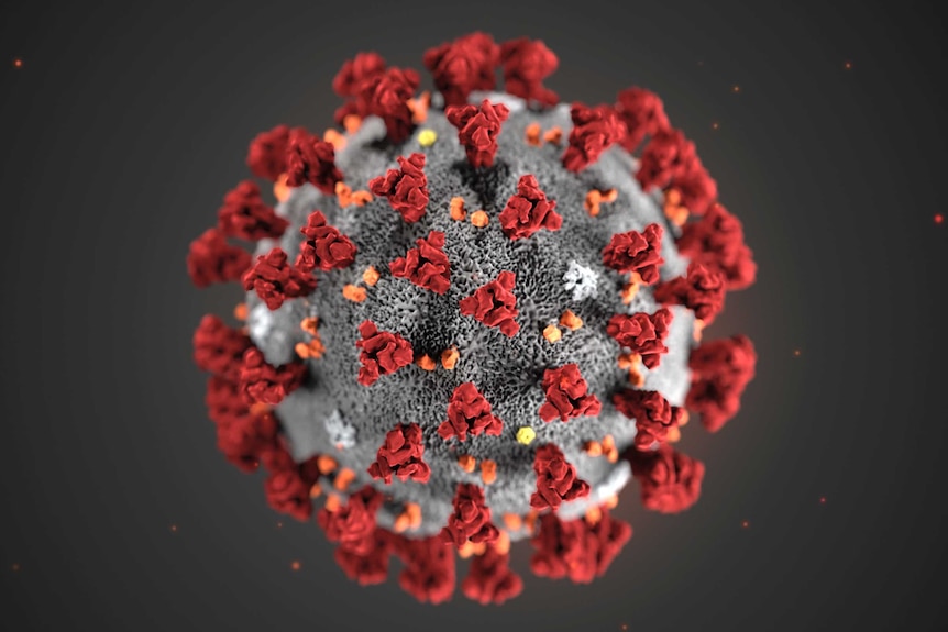 An illustration of a coronavirus - a grey sphere with red and orange spikes on its outer surface.