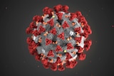 An illustration of a coronavirus - a grey sphere with red and orange spikes on its outer surface.