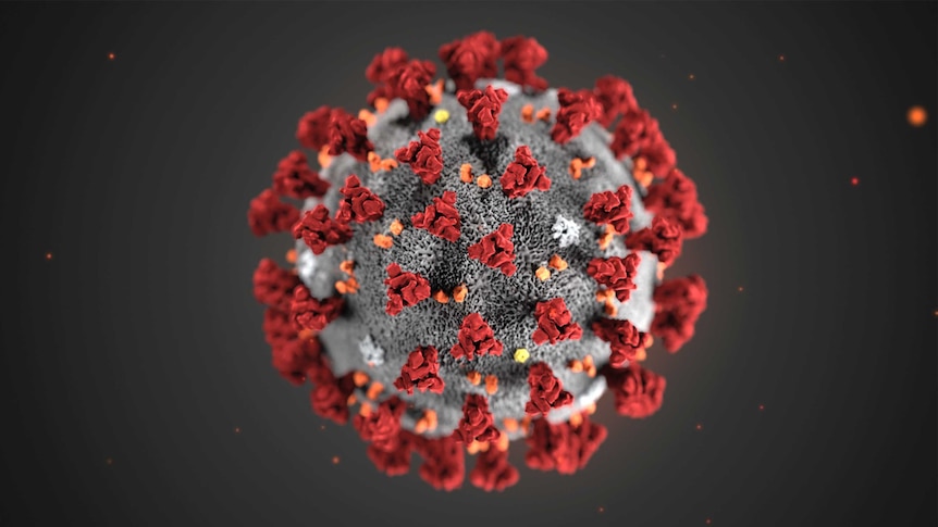 An illustration of a coronavirus - a grey sphere with red and orange spikes on its outer surface.