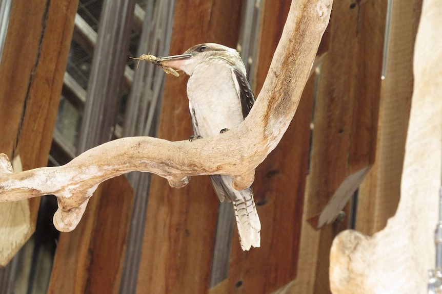 Kookaburra finKookaburra finds an insect to feed its two babies that nested in the Tree of Knowledge monument in Barcaldine.