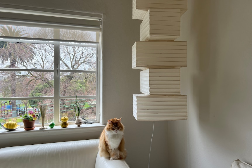 A ginger cat with a white chest perches on a white sofa and looks down, peacefully. A paper light fixture hangs down, right