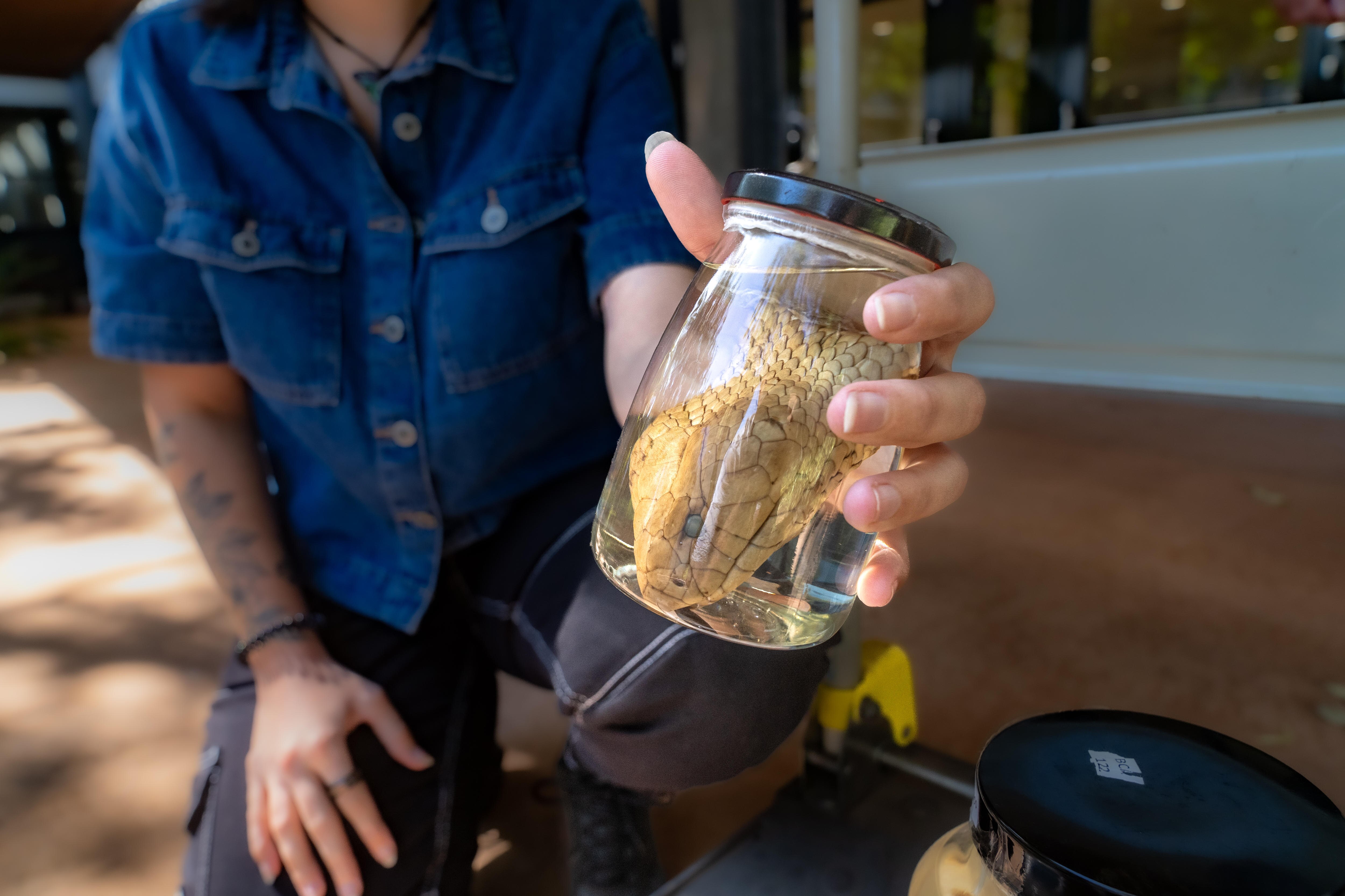 A snake suspended in a specimen jar