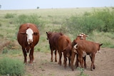 an adult cow and a group of calfs stand in a field with green leafy growth in the background
