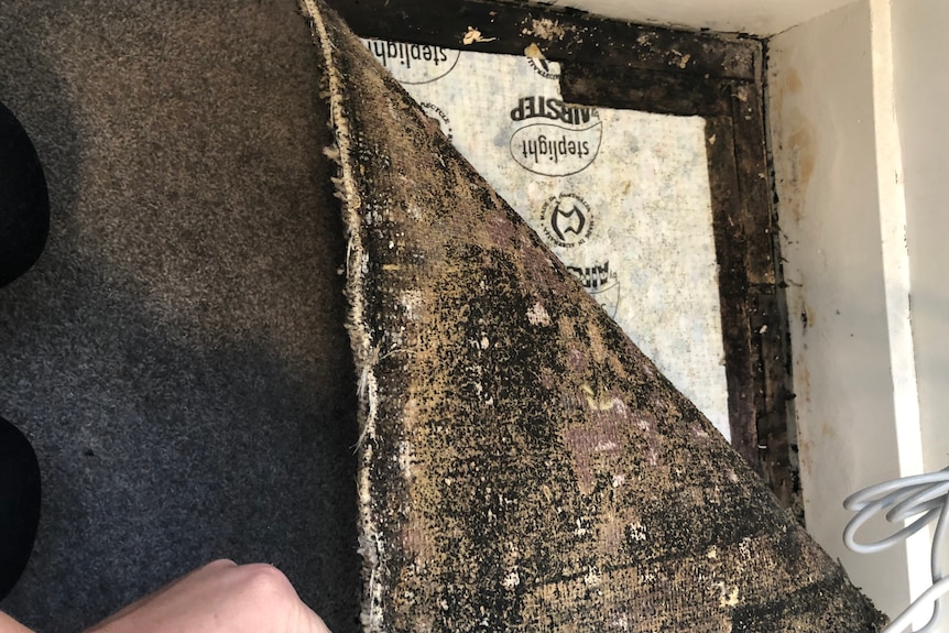A carpet pulled back from the wall shows mould.