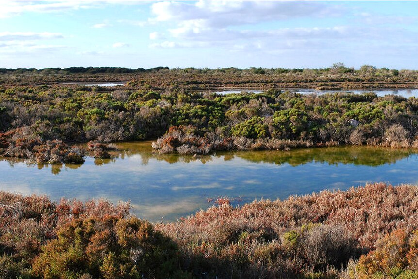 A wetland with salt marsh and ample water.