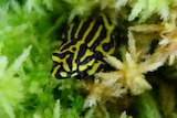 Northern corroboree frog in tank