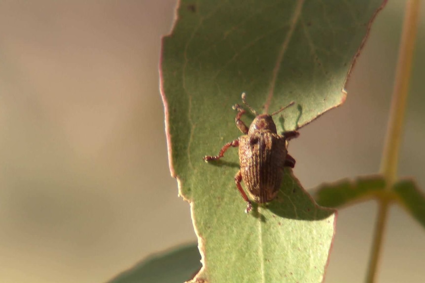 Small bug on a leaf up close