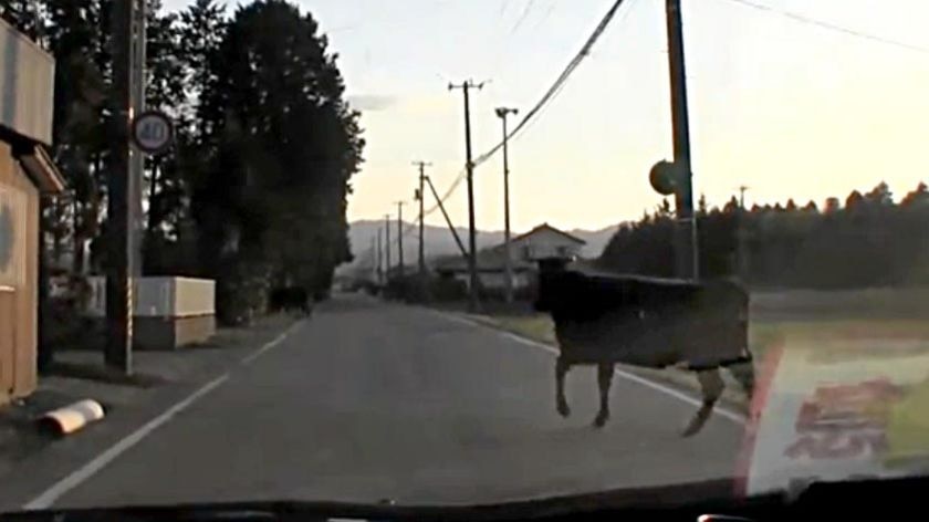 Cattle run along a road in a town in the no-go zone around Fukushima prefecture