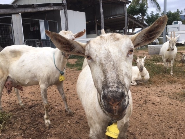 white goat in foreground looking directly at camera, three other goats in background