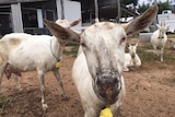 white goat in foreground looking directly at camera, three other goats in background