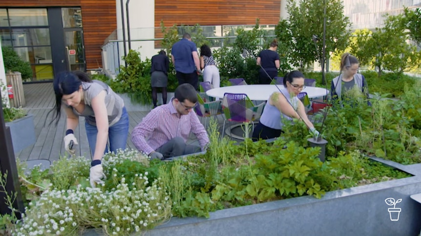 Men and women tending vegie beds on office roof-top garden