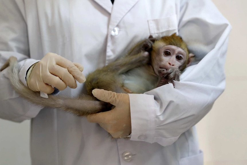 A lab technician holds a gene-edited macaque.