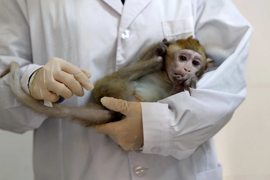 medical research monkeys