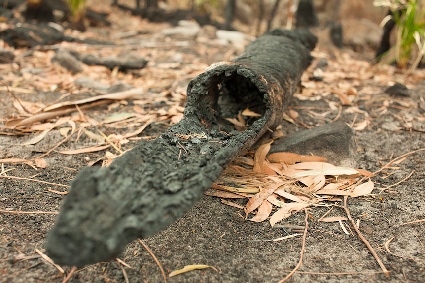 A burnt out, hollow log lying on the ground in bushland.