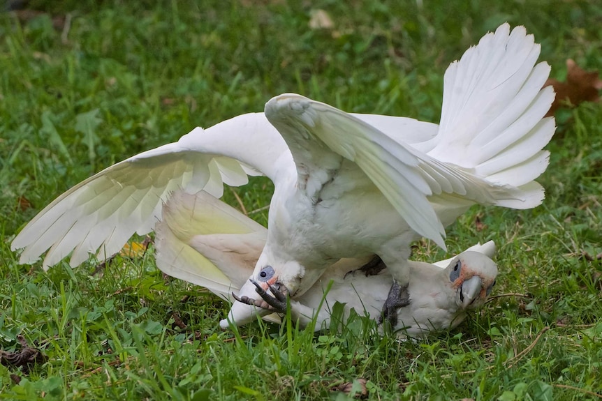 Two large white birds on the grass, with one on top of the other, playing.