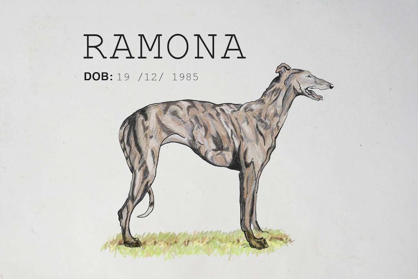 An illustration of a greyhound with the words Ramona, DOB 19/12/1985