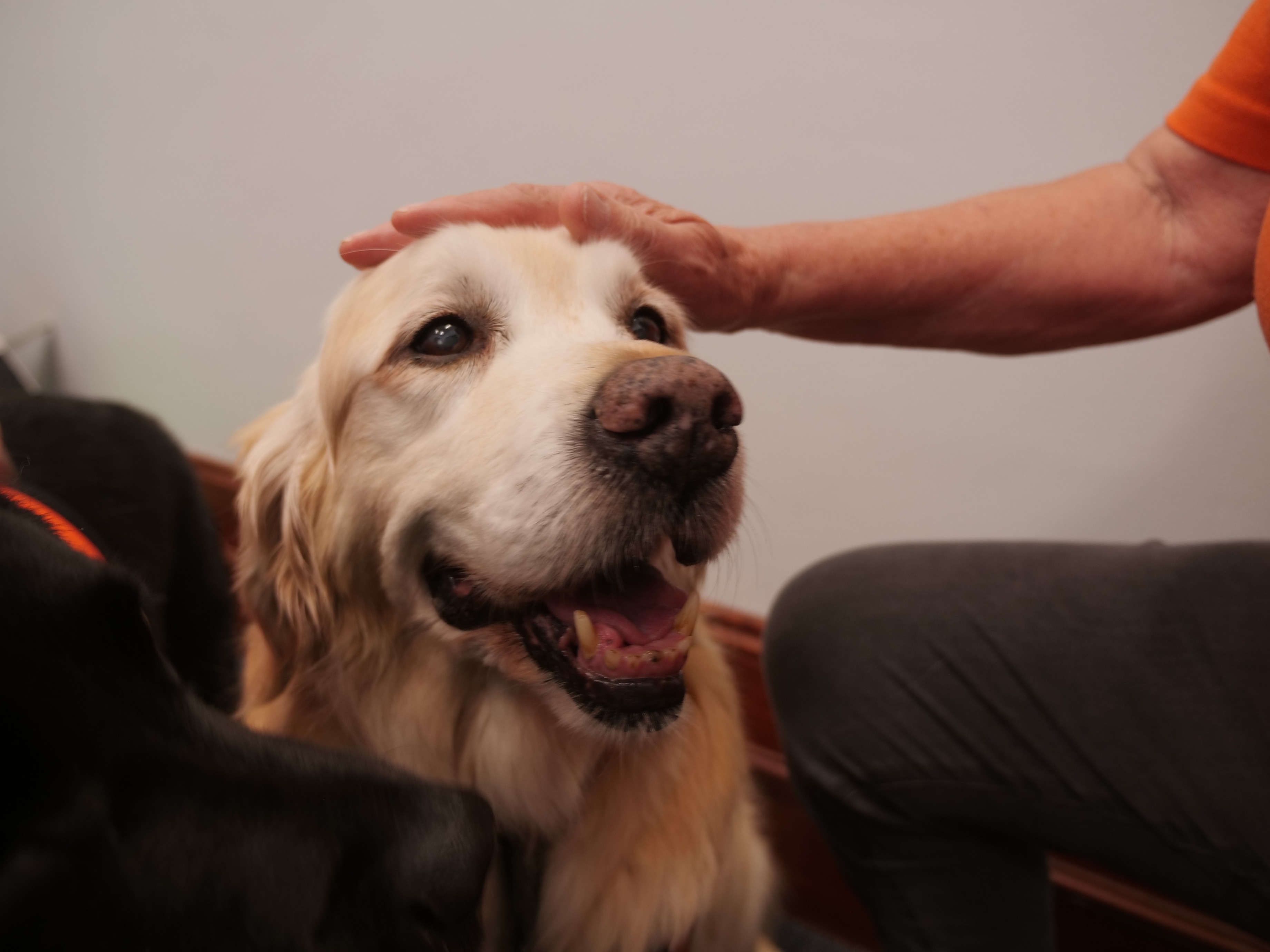 Wet noses and silky coats helping to steady nerves ahead of court dates