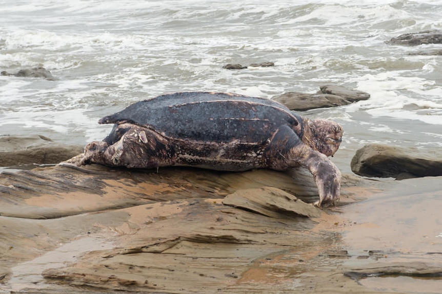 A large turtle washed up on the shore surrounded by waves