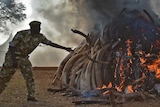 A Kenya Wildlife Services (KWS) officer throws tusks onto a burning, smoking pile of elephant ivory