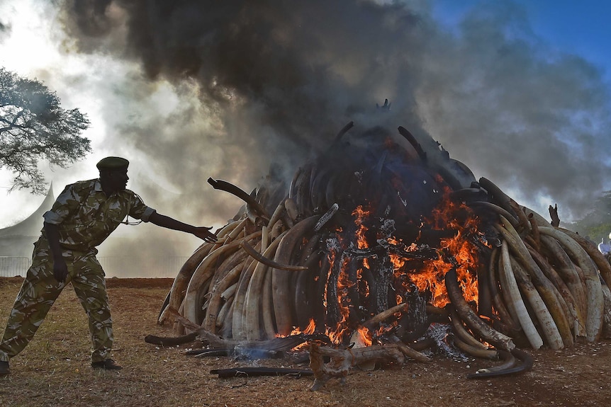 A Kenya Wildlife Services (KWS) officer throws tusks onto a burning, smoking pile of elephant ivory