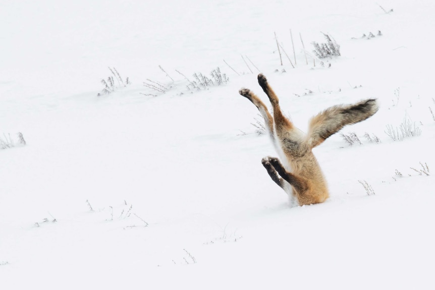 A fox buries its head in snow while hunting.
