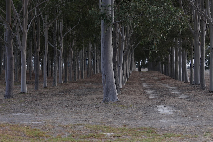 Rows of trees.