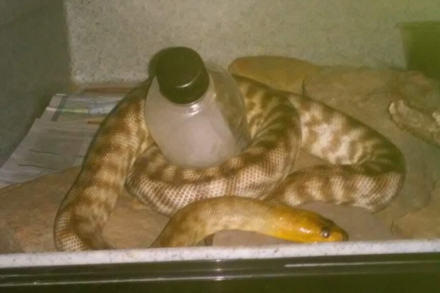 A Woma Python wrapped around a frozen water bottle