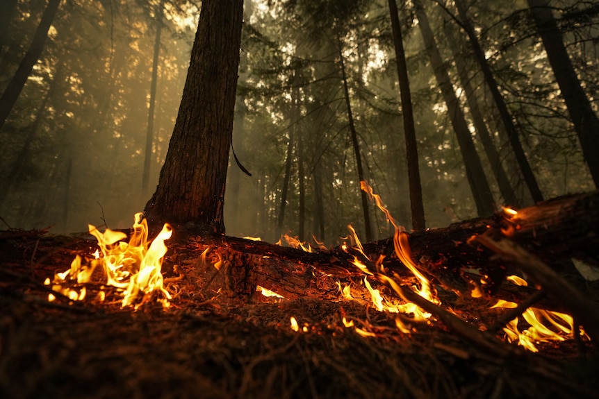 Flames flicker throughout a forest.