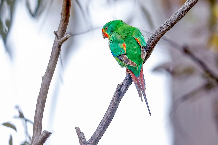 Swift parrot, photographed by Rob Blakers, in Tasmania 2023