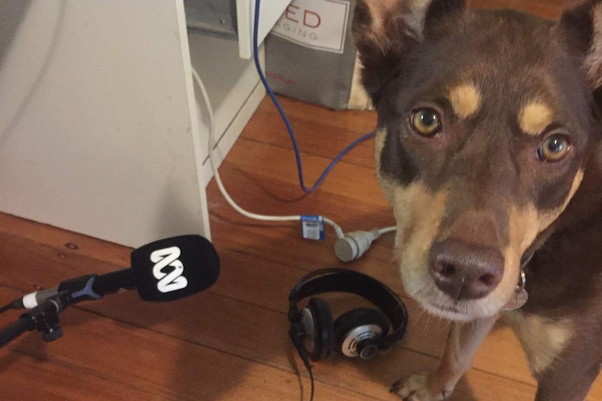 Dog with ABC microphone and headphones.