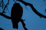 Silhouette of powerful owl at dusk