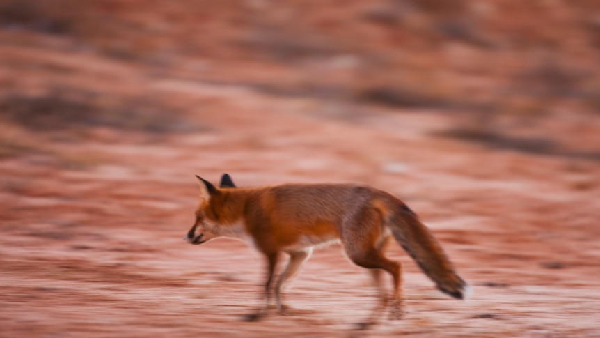 A red fox on red desert country.